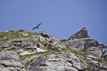 Difficile salita all'inesplorato Pizzo Gro sul Tetto delle Orobie, tra Redorta e Diavolo, il 10 luglio 2010 - FOTOGALLERY