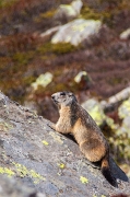 08_Marmotte