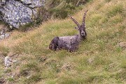 Mercoledì 16 Agosto 2017 – M.ti Ponteranica – Valletto – Piazzotti- FOTOGALLERY