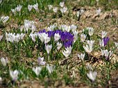 31_Crocus