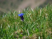35_Genzianella