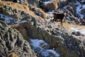 Salita sul MONTE PRADELLA dalla Valsanguigno, giovedì 8 dicembre 2011 - FOTOGALLERY