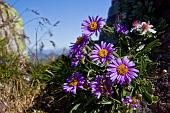 26_Fiori