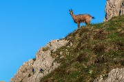 Venerdì 10 Giugno 2016 – M.te Resegone-Zuc di Valmana - FOTOGALLERY