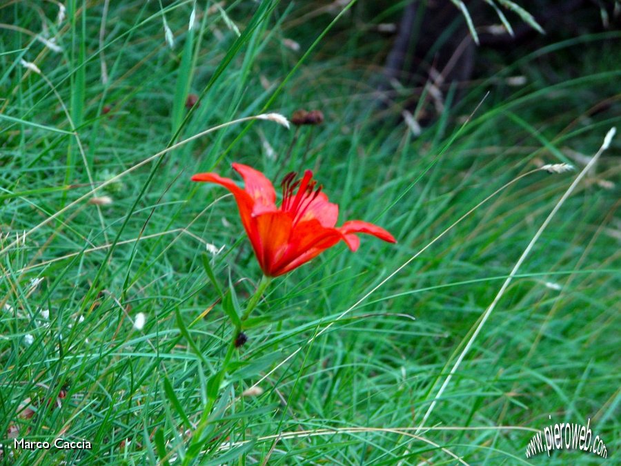 02_Fiore.jpg - 02_Giglio rosso