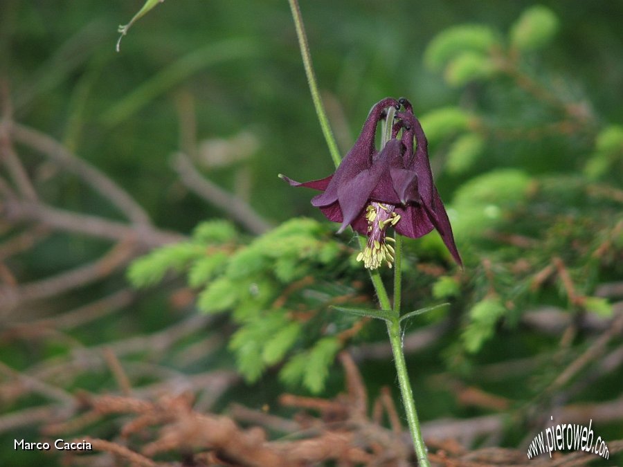 06_Fiore.JPG - 06_Aquilegia