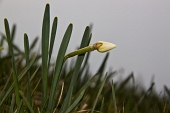 09_Boccioli