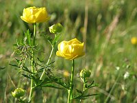 Sul Sentiero dei fiori e in vetta all'Arera (5 luglio 08) - FOTOGALLERY