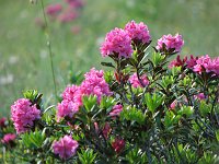 Sul Sentiero dei fiori e in vetta all'Arera (5 luglio 08) - FOTOGALLERY