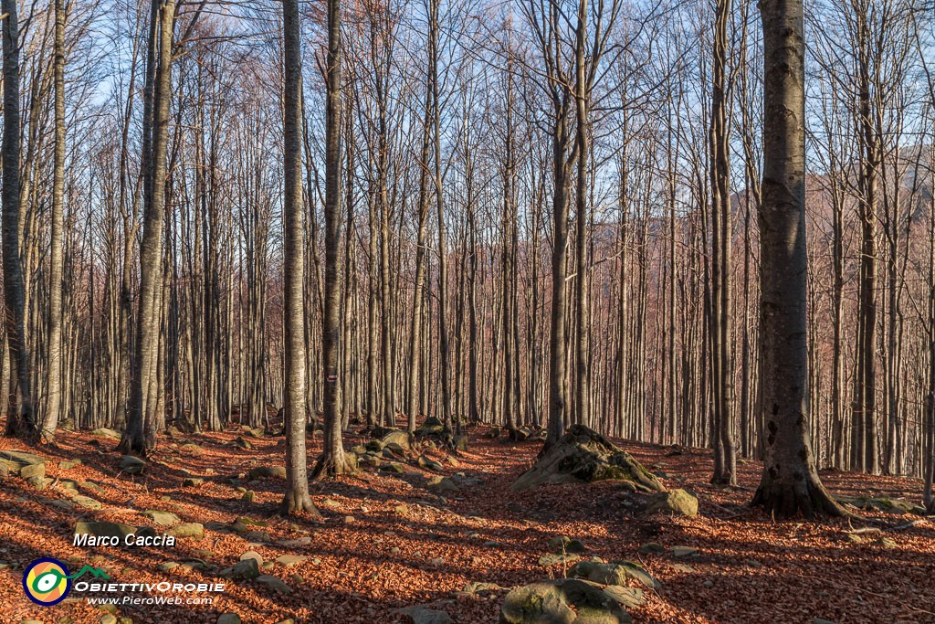 _MG_9718.JPG