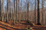 _MG_9718