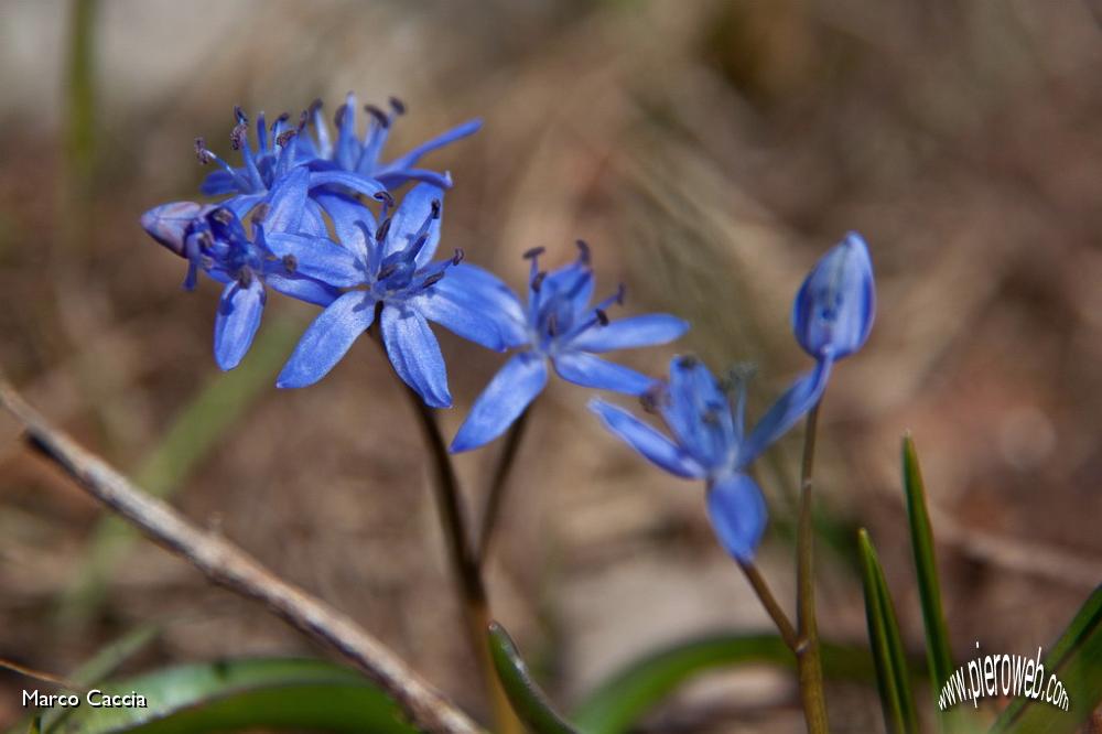 05_Scilla.jpg