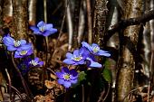 01_viole