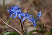 05_Scilla