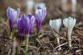 07_Crocus