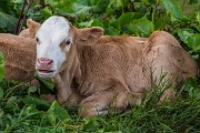 Domenica 27 Luglio 2014 – Traversata M.te Toro-Corno Stella  -  FOTOGALLERY