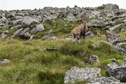 IMG_0946