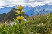 Domenica 27 Luglio 2014 – Traversata M.te Toro-Corno Stella  -  FOTOGALLERY