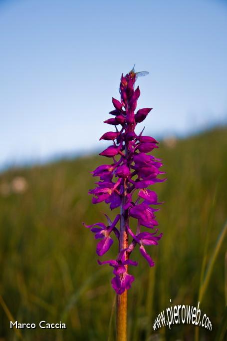 09_Fioriture.JPG