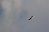 01_Aquila