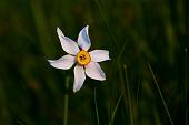 07_Narciso