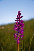09_Fioriture