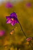 14_Fiore