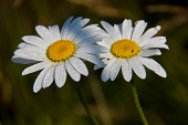 Spettacolare alba al Triomen il 18 agosto 2011 - FOTOGALLERY