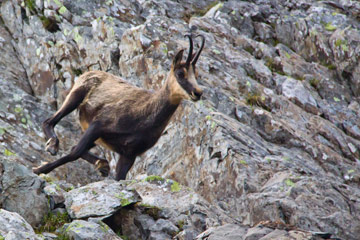 Cavalcata orobica: Pizzo di Trona, Falso Trona, Pizzo Paradiso, Giarolo, Cima di Valpianella il 14 settembre 2011 - FOTOGALLERY