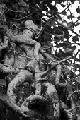04_Rampicanti