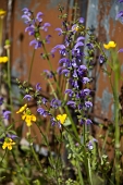 06_Fiori