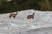 Con Cima Valmora, Cima d Leten e Corno Branchino...raggiunte 100 CIME BERGAMASCHE - FOTOGALLERY