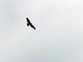 25_Aquila