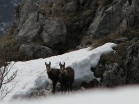 25_Camosci