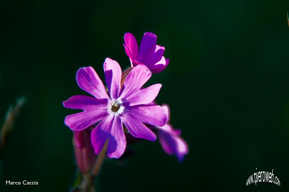 03_Fiori.jpg