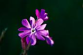 03_Fiori