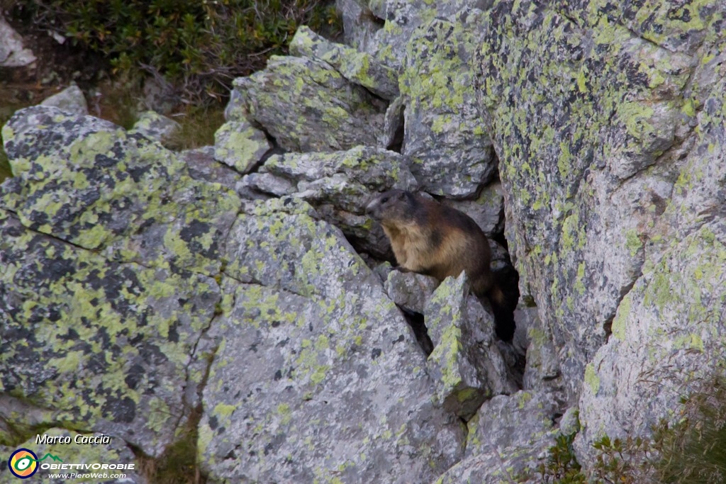 04_Marmotta.JPG
