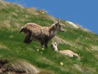In solitaria in Valsambuzza al Passo di Publino, al Pizzo Zerna e ai Laghi di Caldirolo il 2 giugno 2009 - FOTOGALLERY