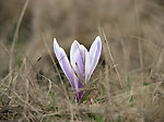 Crocus bicolore in vetta al Compagano - foto Marco Caccia  28 aprile 2007