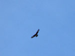 L'aquila reale in volo - foto Marco Caccia  29 aprile 2007