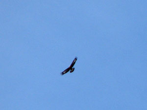 L'aquila reale in volo sul Pizzo di Cigola ( Marco Caccia 29 aprile 07)