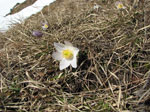 Bela e rara 'Pulsatilla vernalis' sul Fioraro - foto Marco Caccia 15 aprile 2007