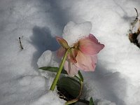Dalla loc. Fraggio al Rif. Gherardi passando sulle cime...di Piazzo, Sodadura, Aralalta e Baciamorti (22 marzo 08) - FOTOGALLERY