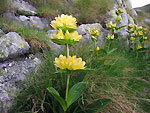 Genziana gialla punteggiata (Gentiana punctata) in Val Sambuzza - foto Marco Caccia