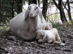 Agnellini si scaldano con la madre - foto Marco Caccia 29 sett 07