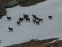Incontro con camosci nella salita al Passo di Venina ancora con neve il 5 aprile 08 - FOTOGALLERY
