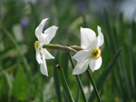 Abbraccio tra narcisi - foto Marco Caccia  25 aprile 2007