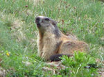 Marmotta in appostamento - foto Marco Caccia  12 maggio 2007