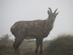 Stambecco nella nebbia presso il rif. Benigni - foto Marco Caccia  13 maggio 2007