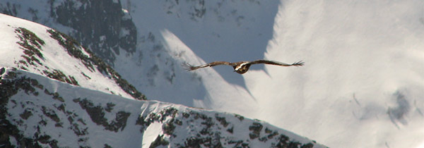 La planata dell'aquila reale al  Passo di Publino - foto  Marco Caccia 17 marzo 07